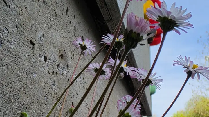 Gänseblümchen am Kletterturm | © DAV/Albert Schuster