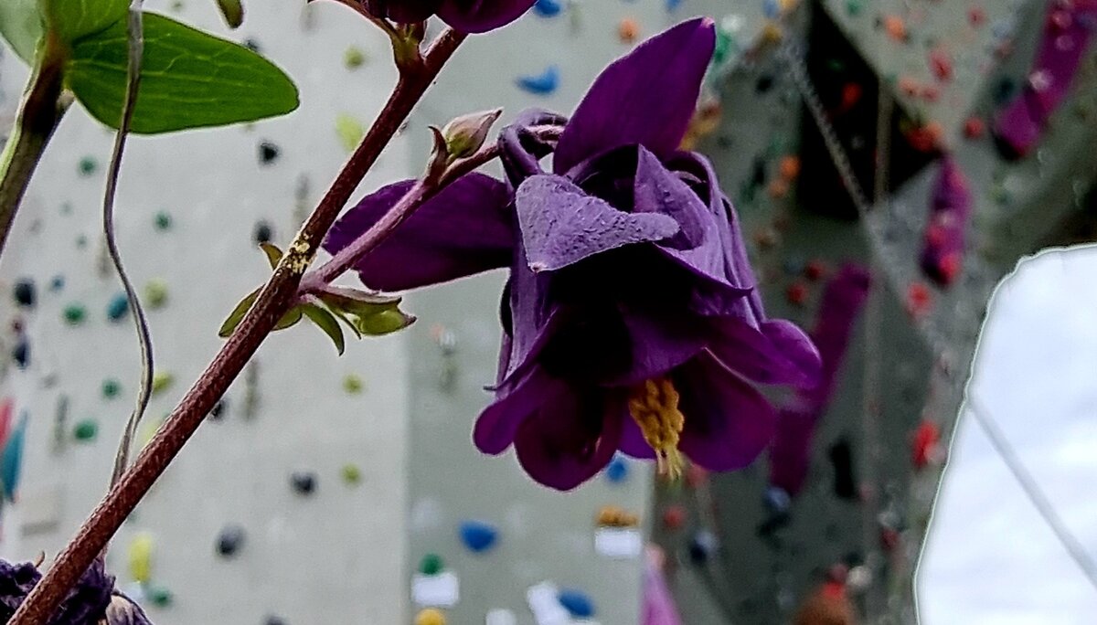 Violette Volumen | © DAV/Albert Schuster