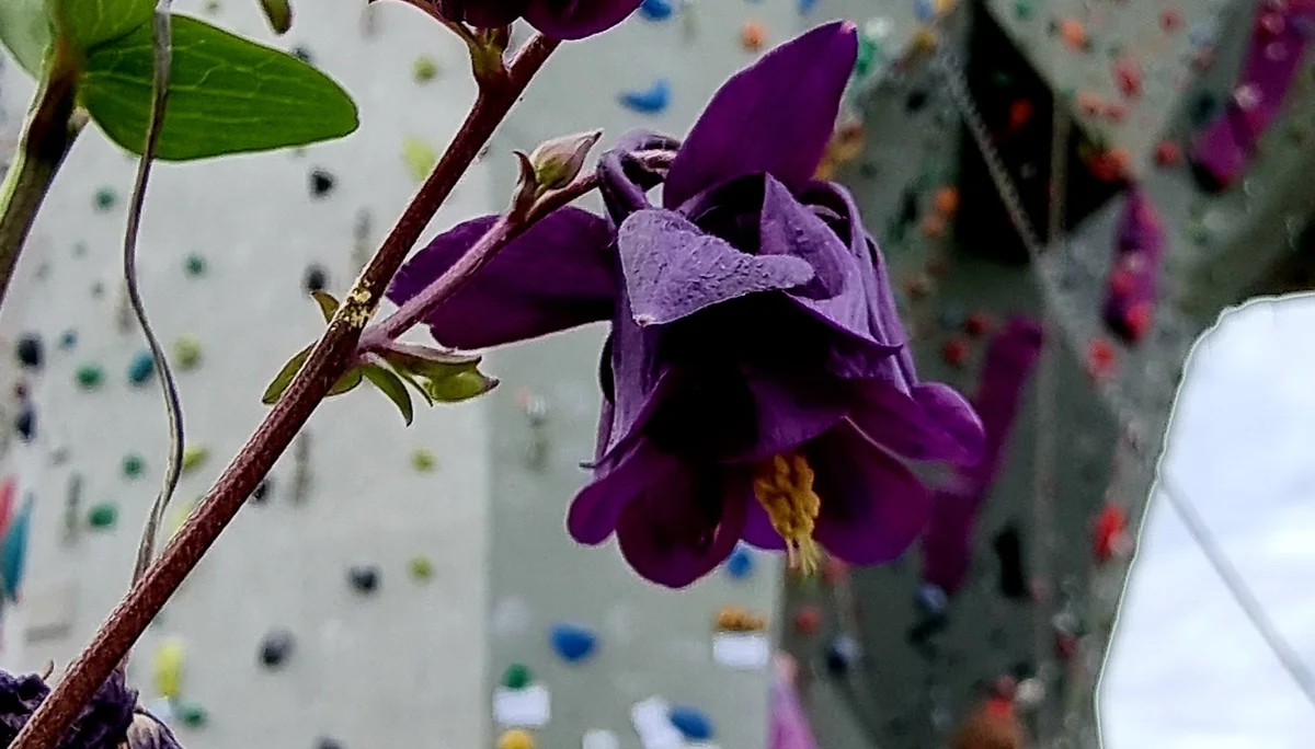 Violette Volumen | © DAV/Albert Schuster