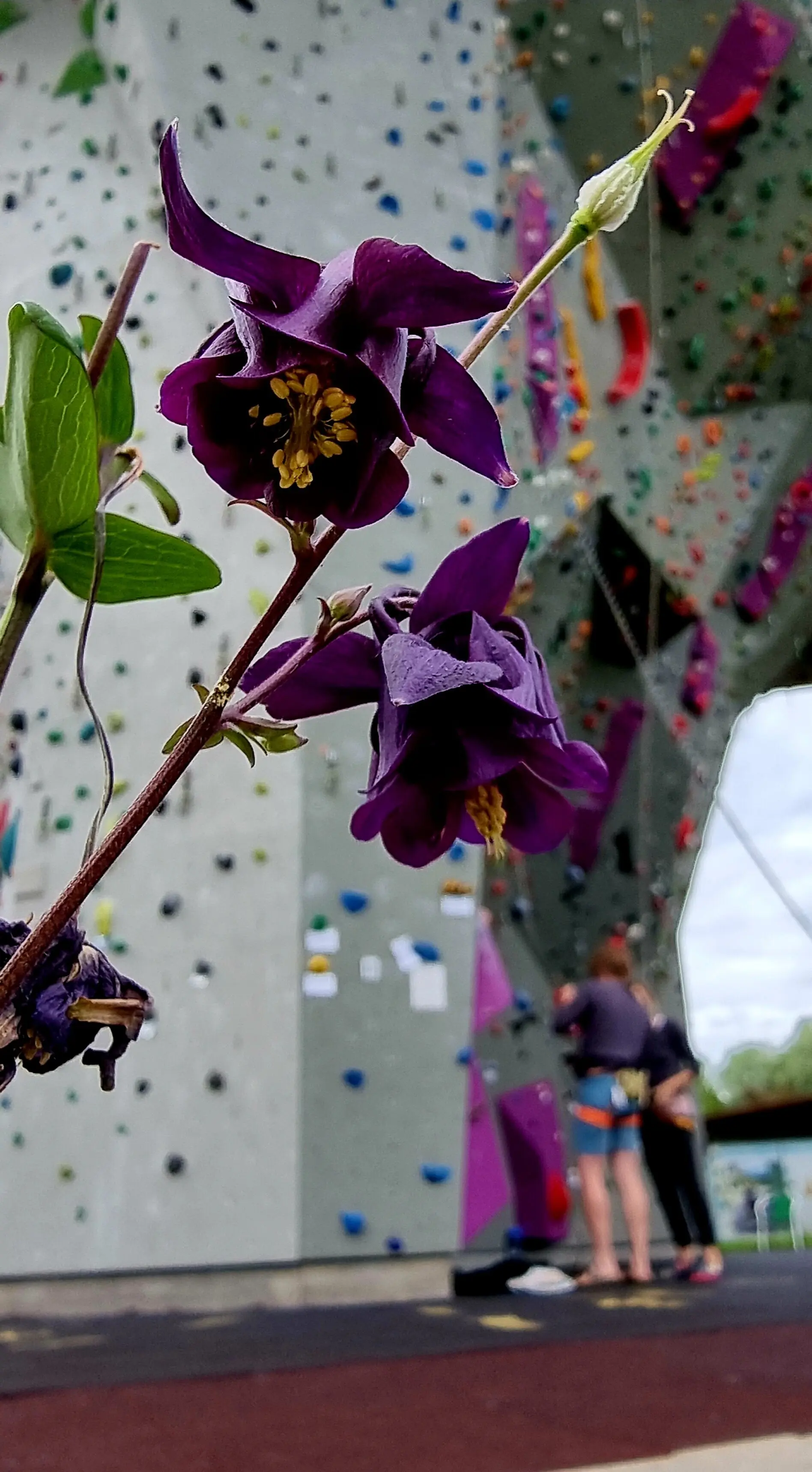 Violette Volumen | © DAV/Albert Schuster