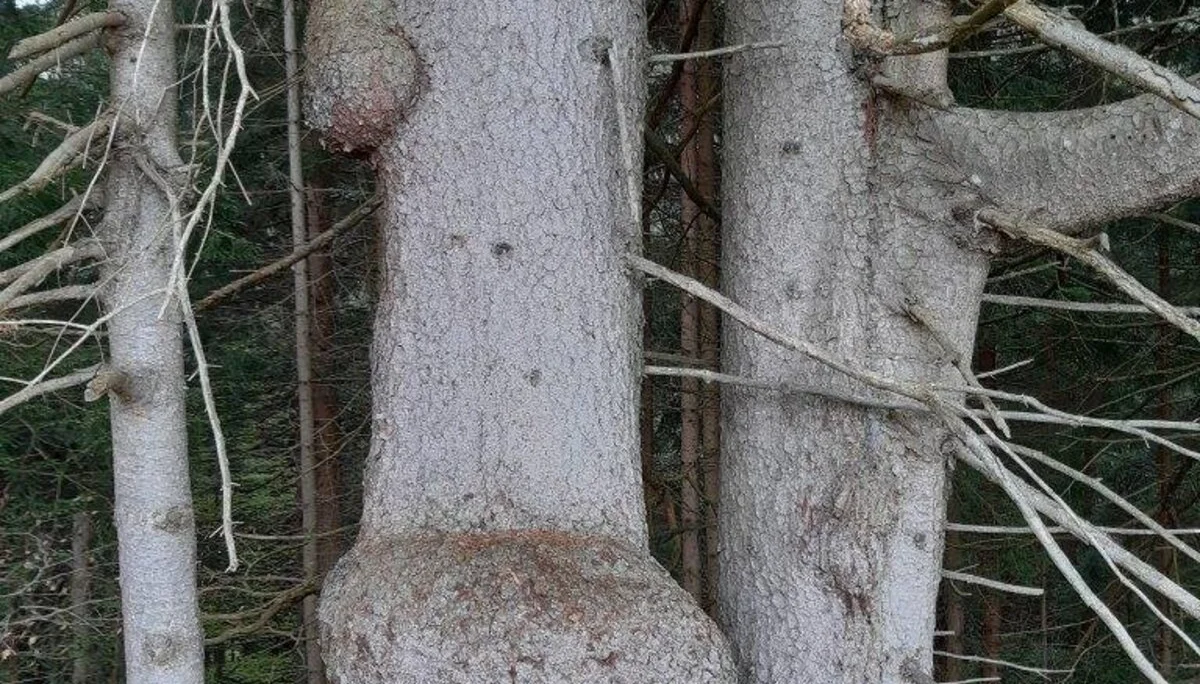Impression im Wald | © DAV/Hans Durst