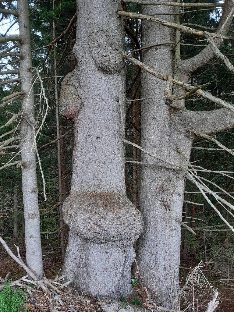 Impression im Wald | © DAV/Hans Durst