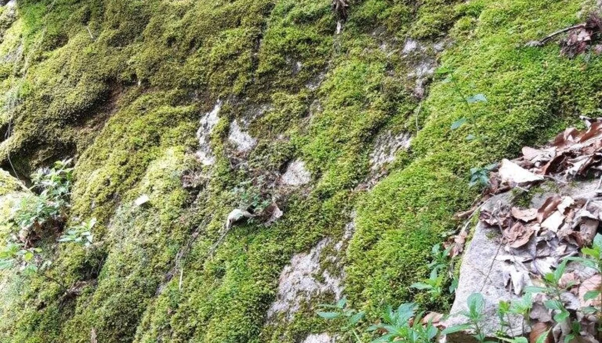 Moosige Felswand | © DAV/Hans Durst