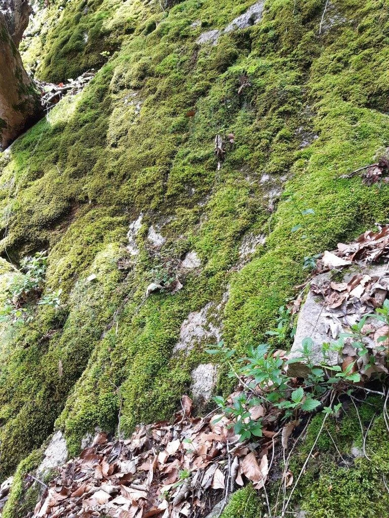 Moosige Felswand | © DAV/Hans Durst