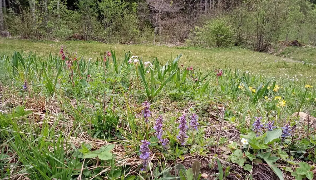 Schöne Alpenflora | © Birgit Baumer-Waltersdorf