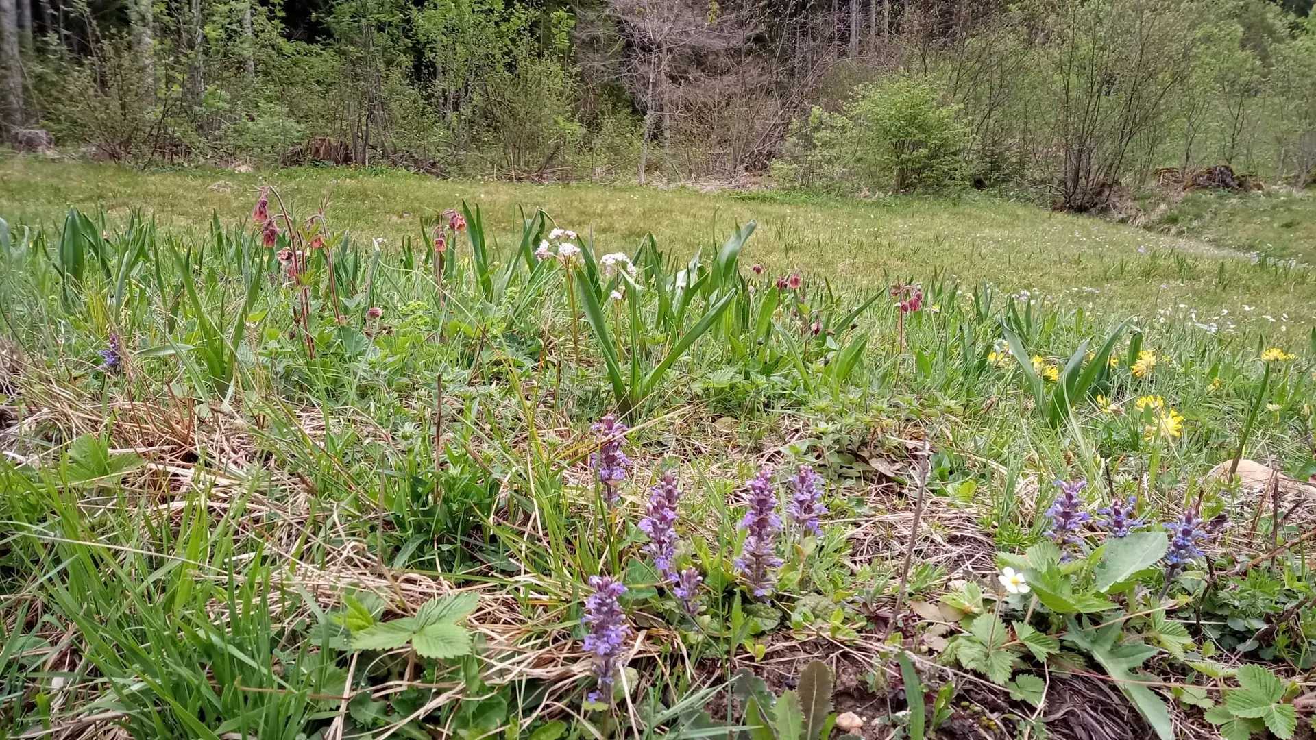 Schöne Alpenflora | © Birgit Baumer-Waltersdorf