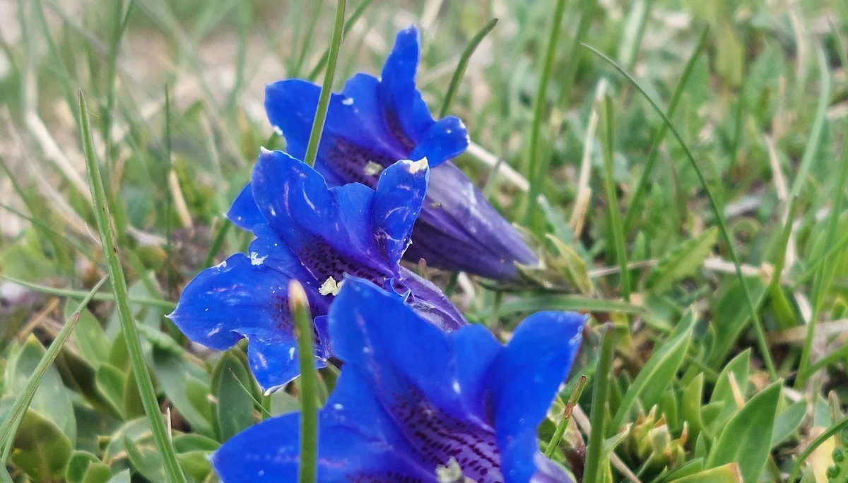 Enzian am Wegesrand | © Angela Hann von Weyhern