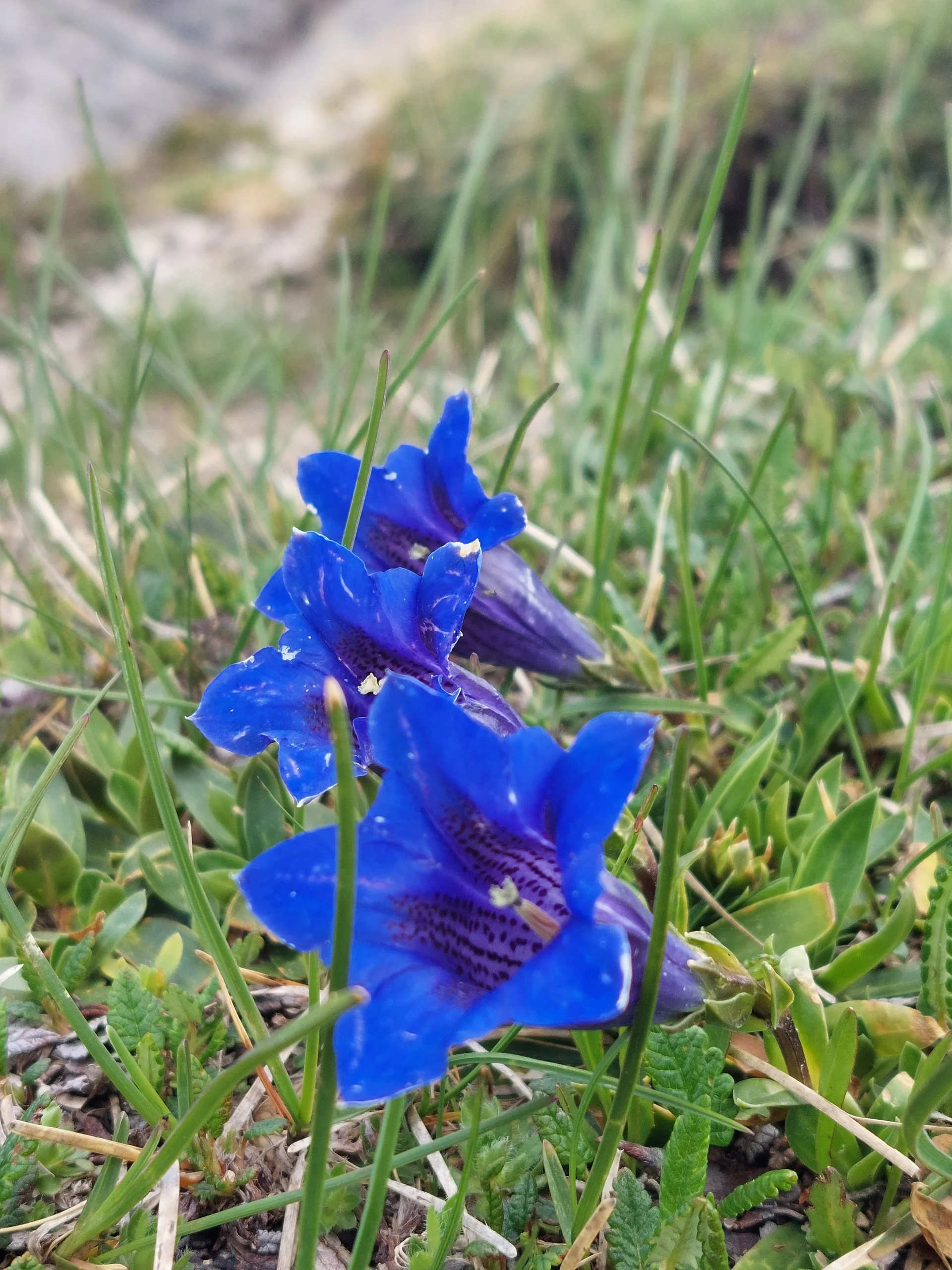 Enzian am Wegesrand | © Angela Hann von Weyhern