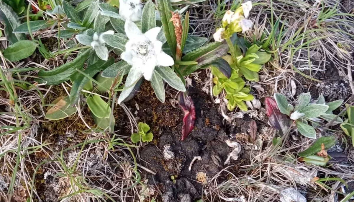 Blumen am Blaser | © Birgit Baumer-Waltersdorf