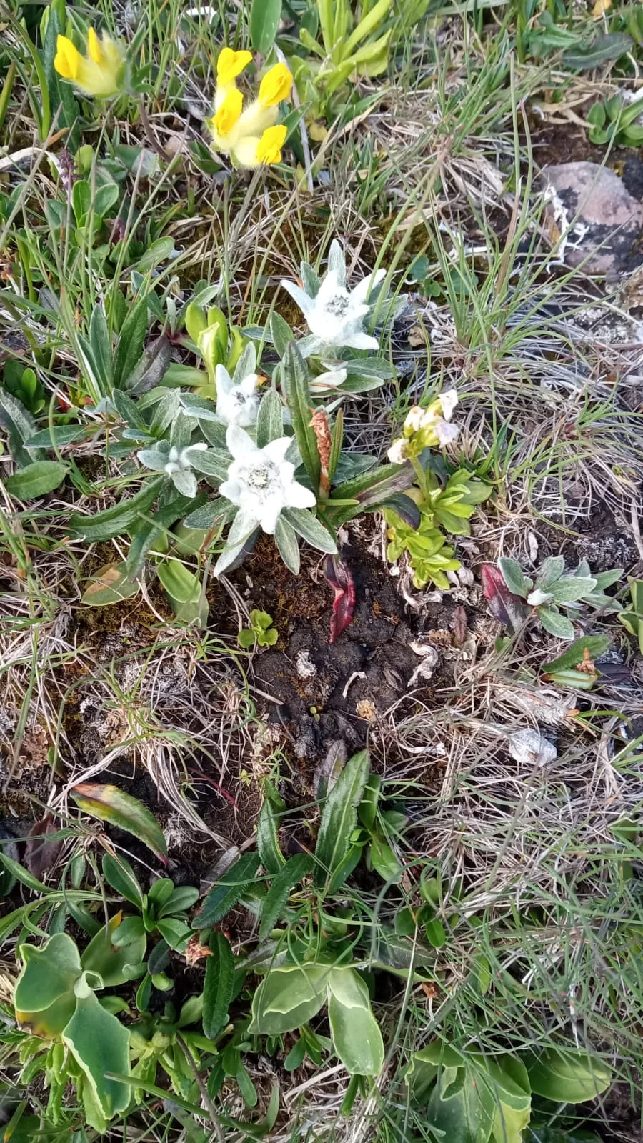 Blumen am Blaser | © Birgit Baumer-Waltersdorf