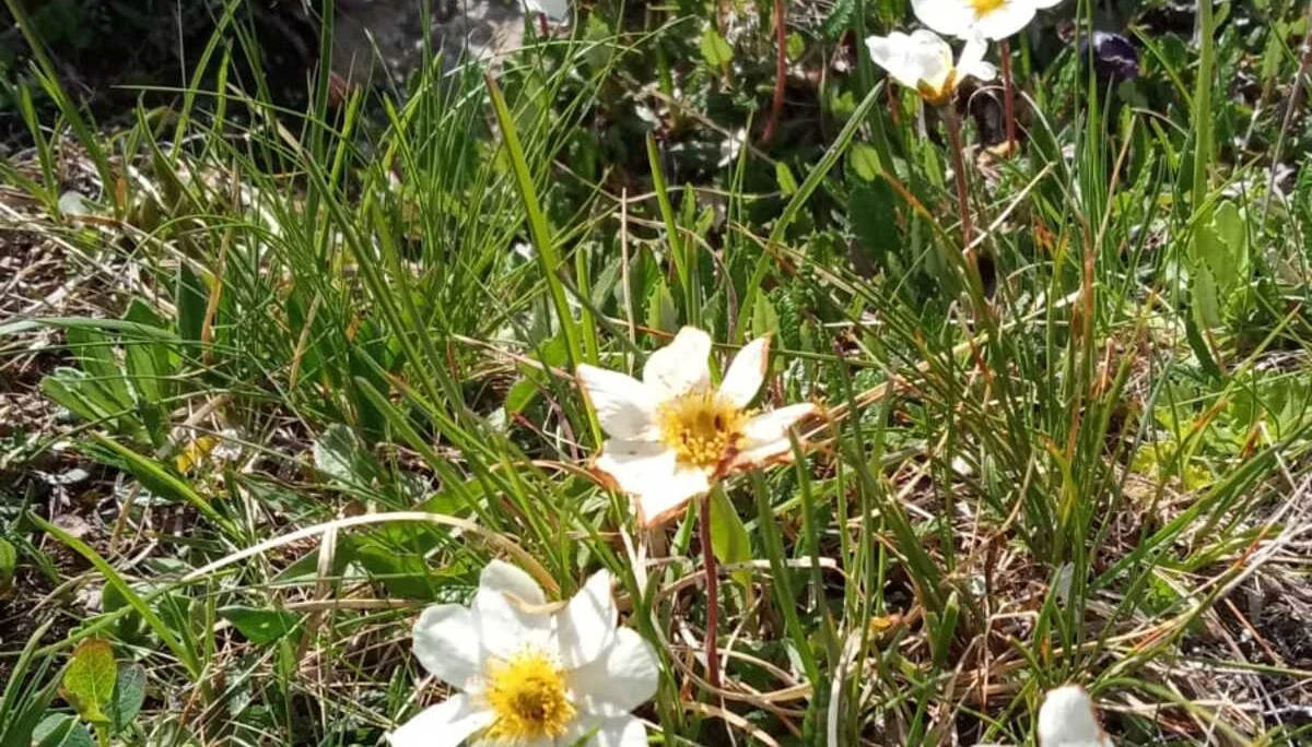 Blumen am Blaser | © Birgit Baumer-Waltersdorf