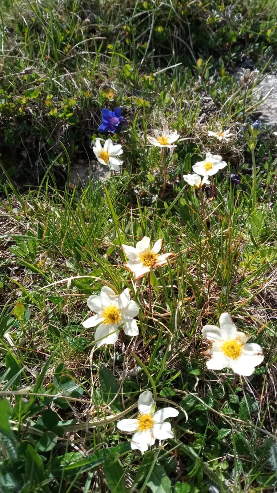 Blumen am Blaser | © Birgit Baumer-Waltersdorf