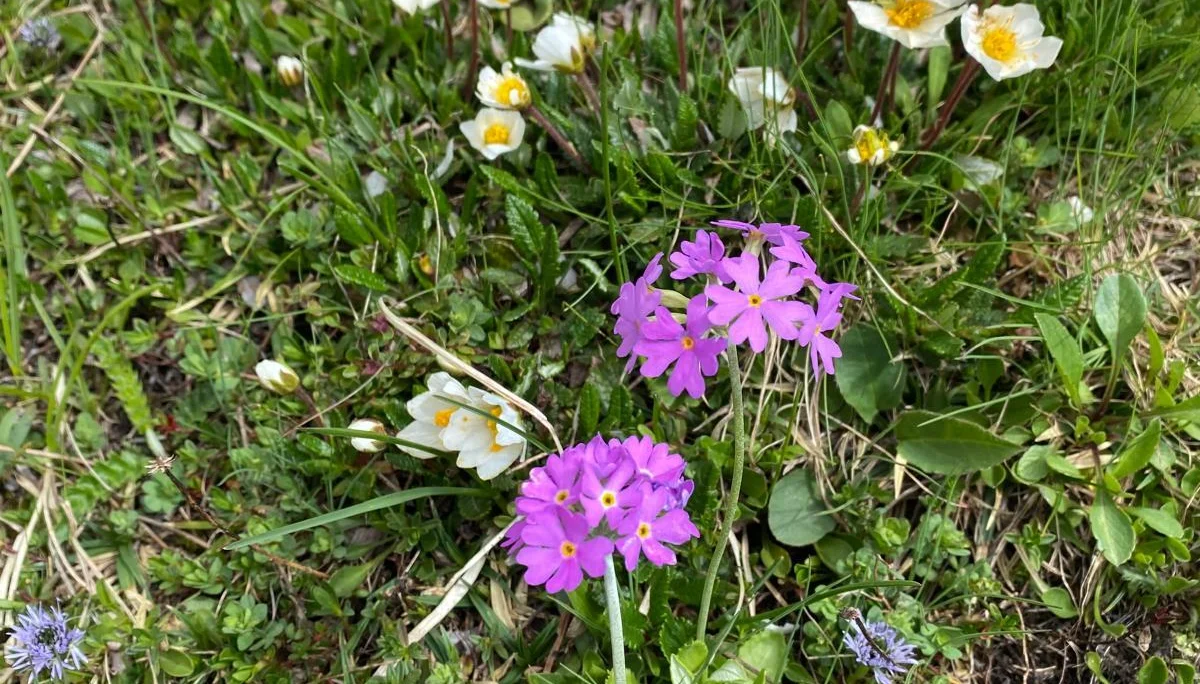 Blumen | © Sarah Lautenbacher