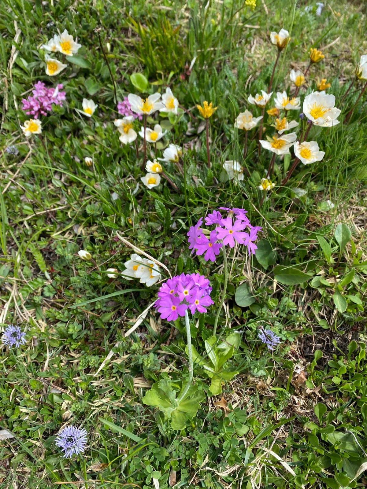 Blumen | © Sarah Lautenbacher