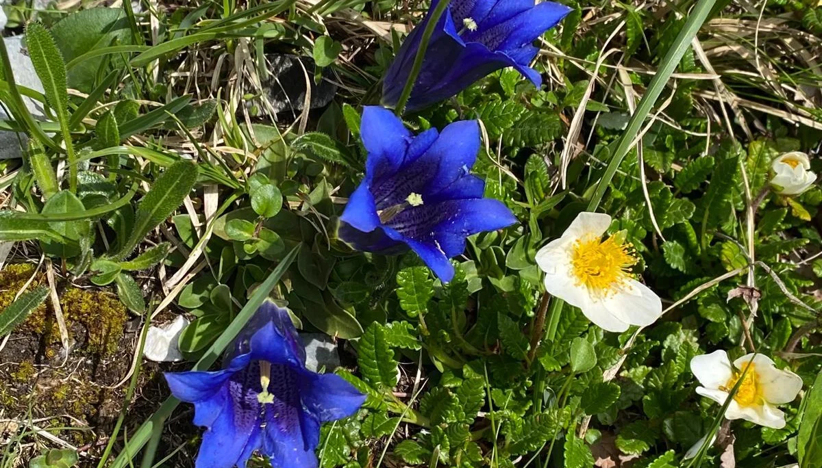 Blumen | © Sarah Lautenbacher