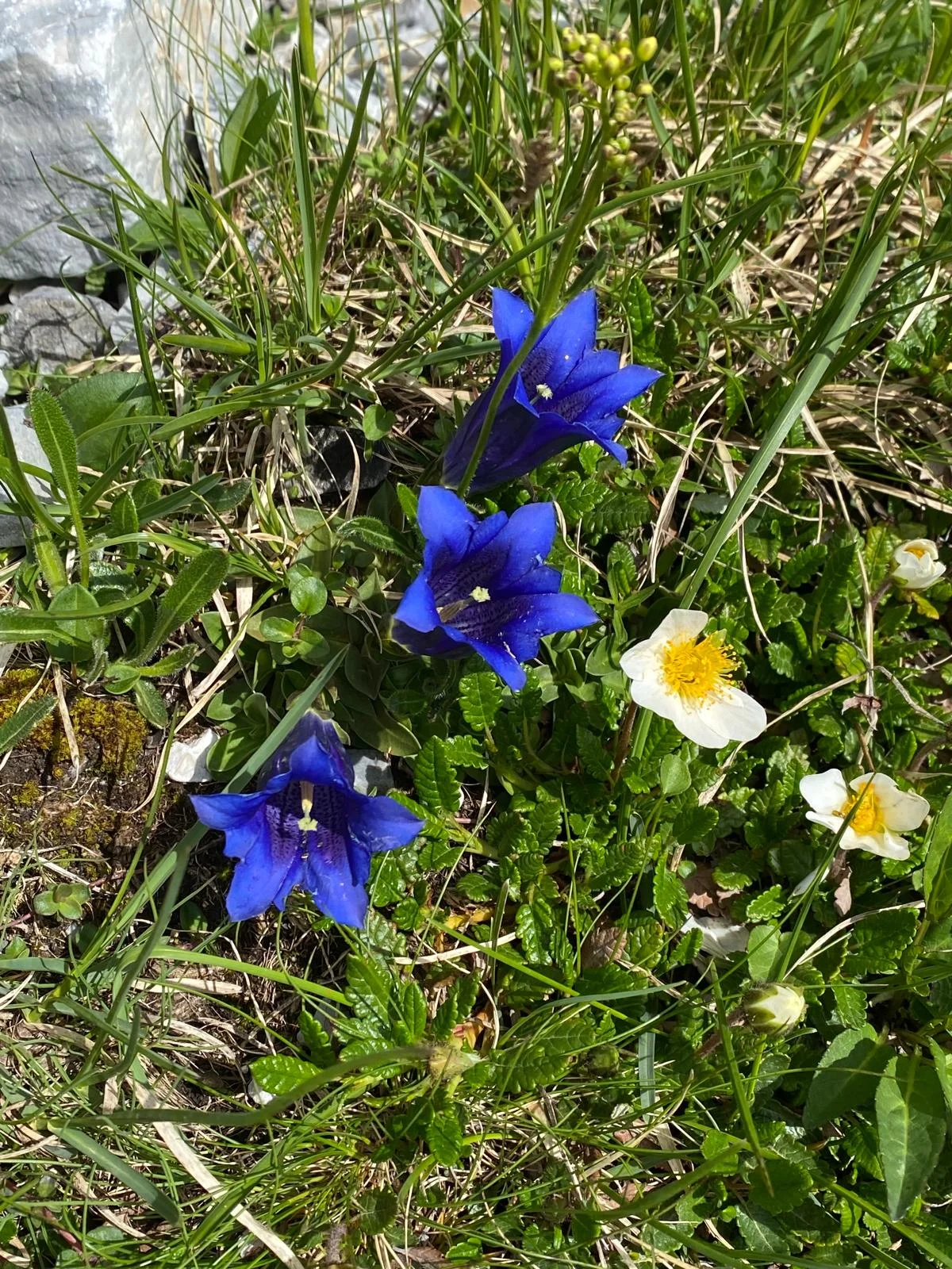 Blumen | © Sarah Lautenbacher