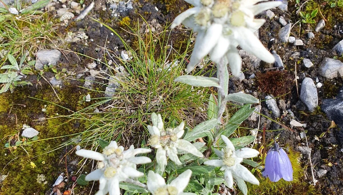 Flora am Tiroler Höhenweg | © DAV/Hanns-Peter Rehle