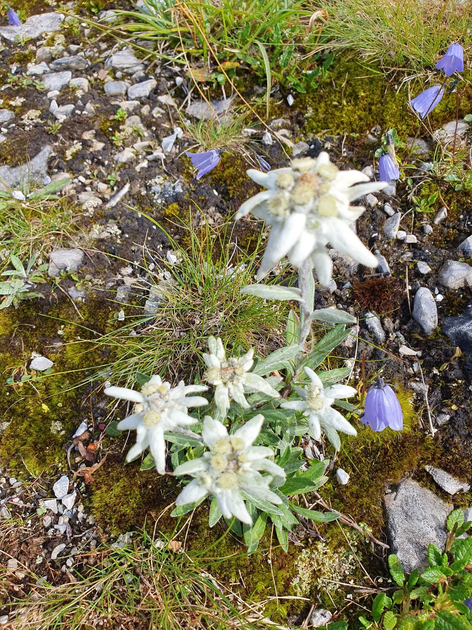 Flora am Tiroler Höhenweg | © DAV/Hanns-Peter Rehle