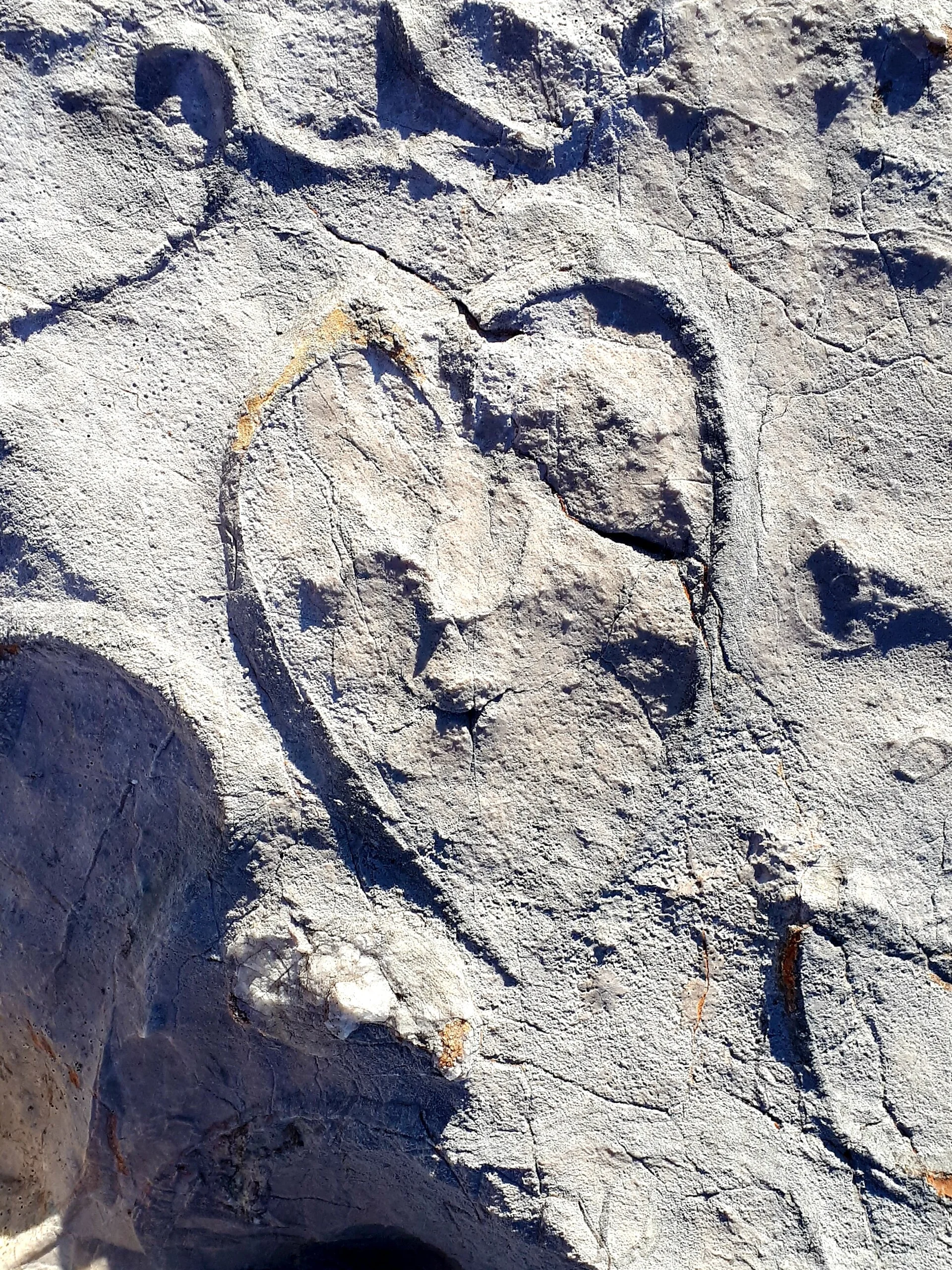 Kuhfuß Fossilien | © DAV/Barbara Löffler