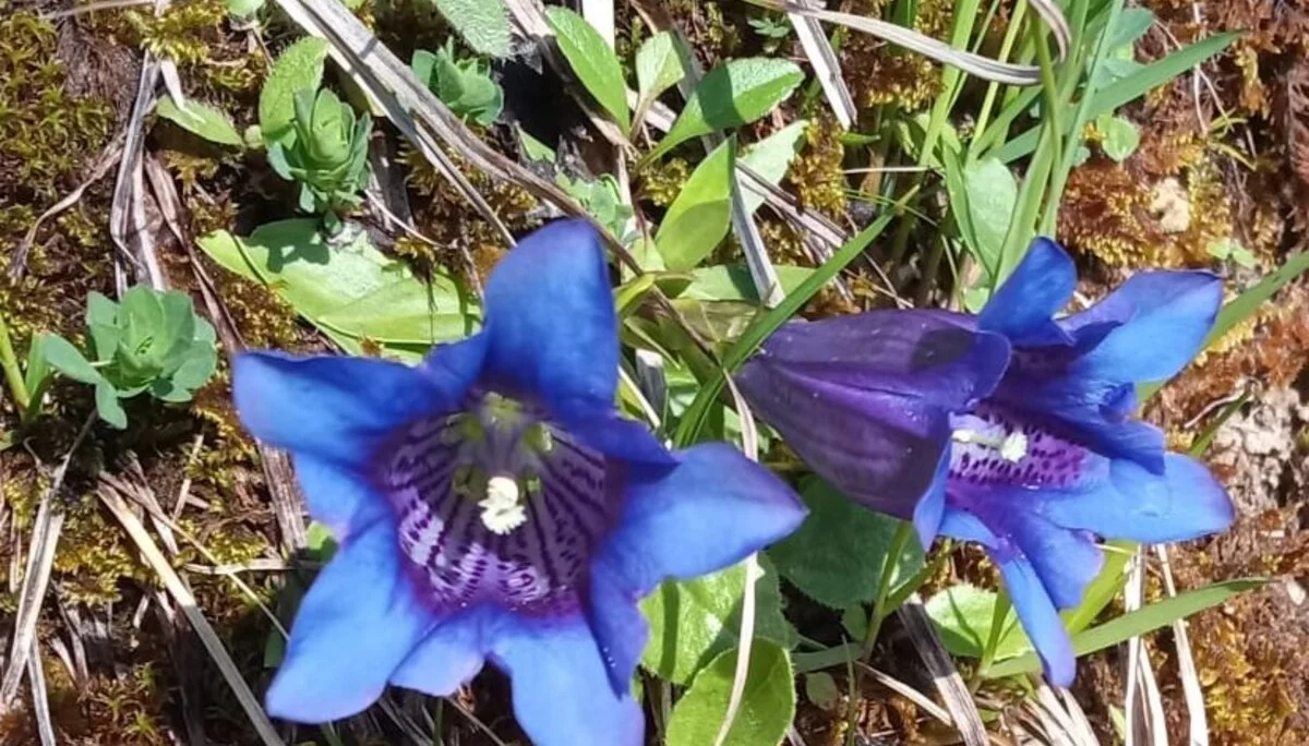 Enzian am Wegesrand | © DAV/Barbara Löffler