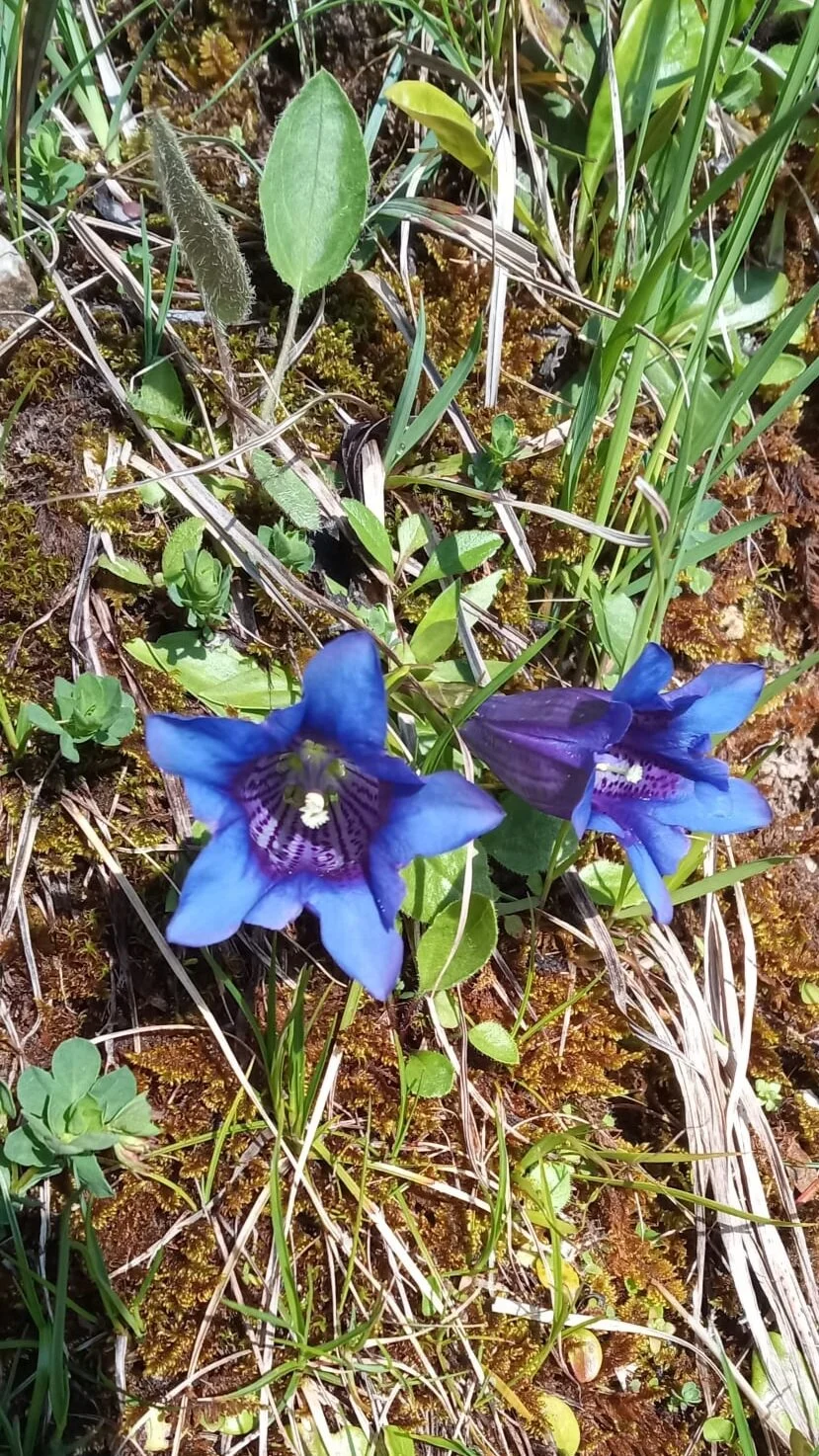 Enzian am Wegesrand | © DAV/Barbara Löffler