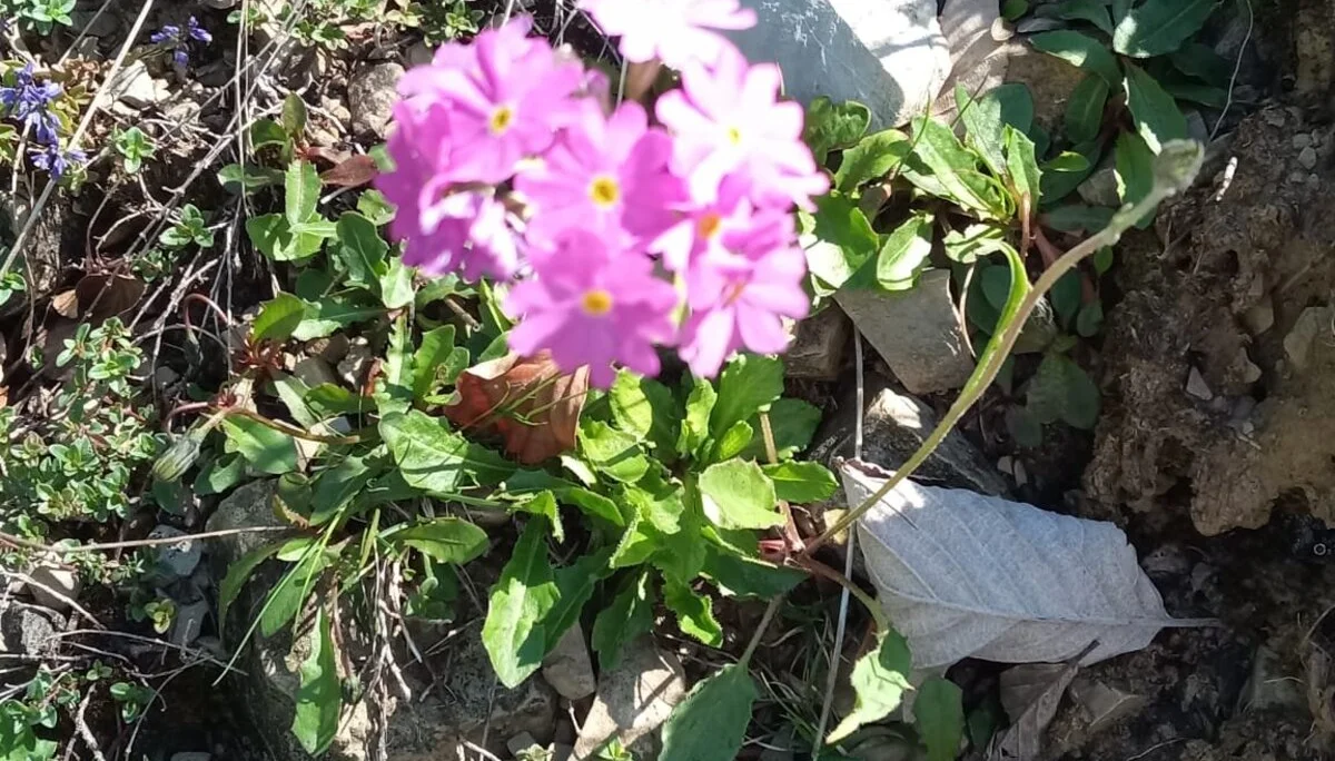 Primeln am Wegrand | © DAV/Barbara Löffler