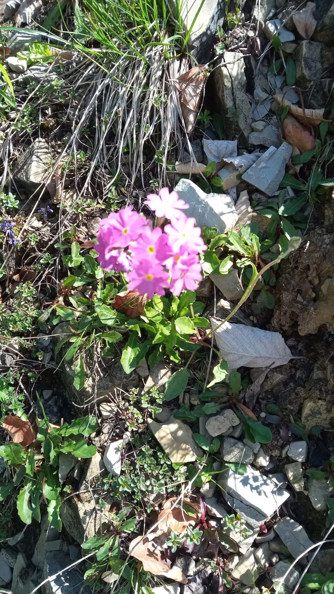 Primeln am Wegrand | © DAV/Barbara Löffler