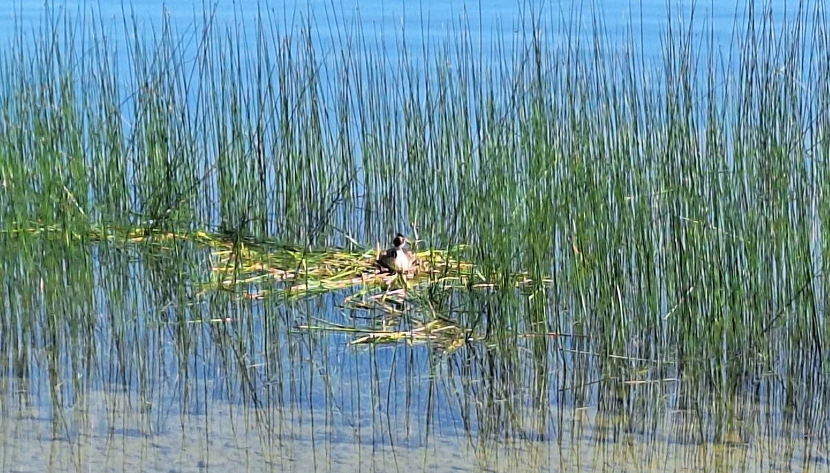 Weg zum Murnauer Moos | © DAV/Barbara Löffler
