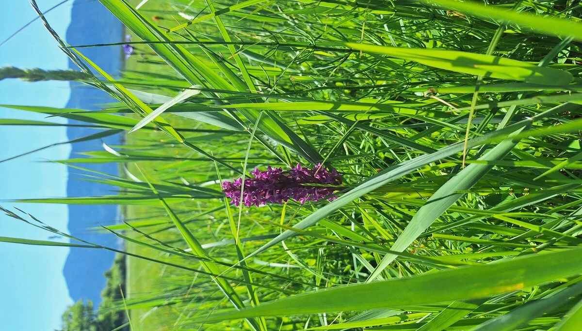 Seidelbast | © DAV/Barbara Löffler