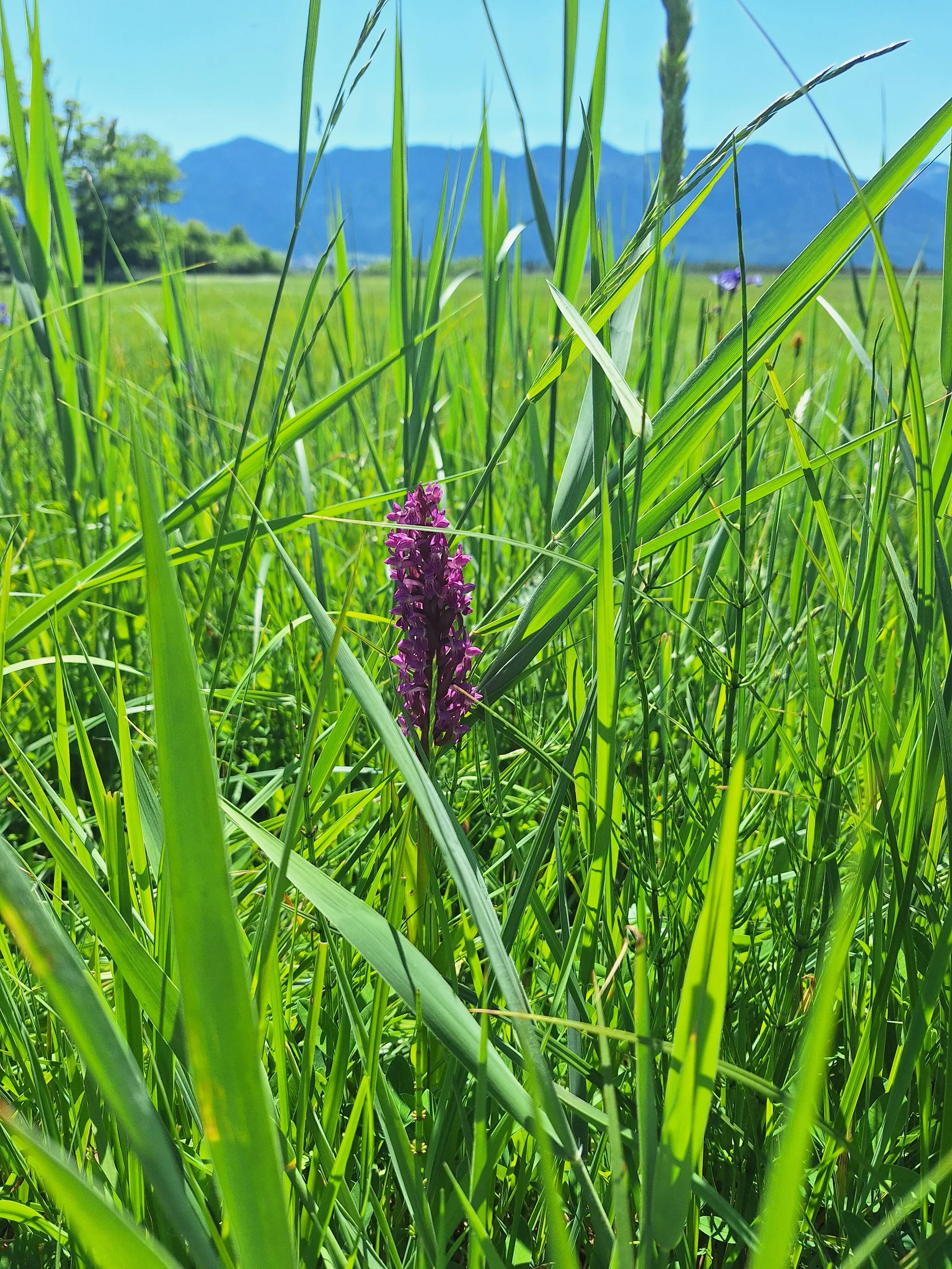 Seidelbast | © DAV/Barbara Löffler
