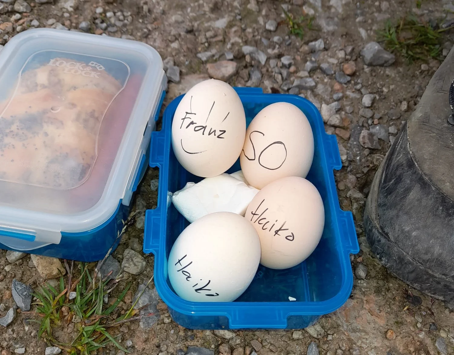 Die tägliche Eier-Ration für Franz und Haiko | © Franz Plha
