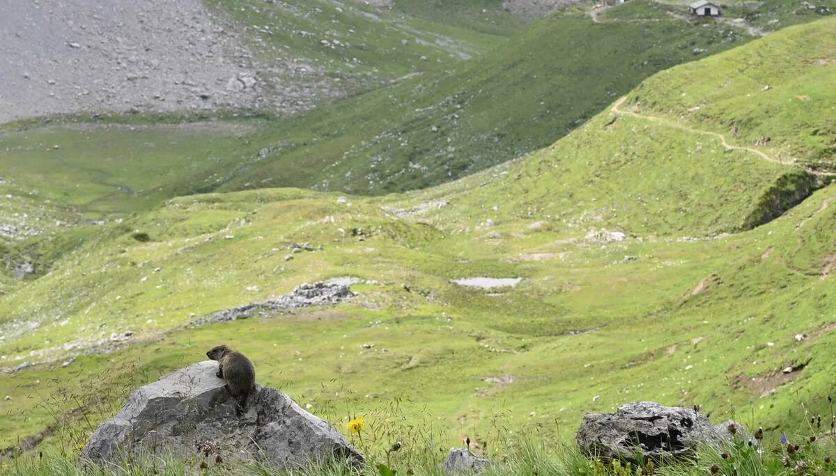 Weg zur Anhalter Hütte | © DAV/Markus Stumpe
