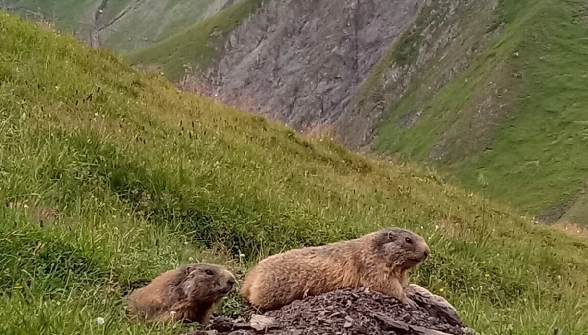 Murmeln in der Nähe Kaiserjochhaus | © Birgit Baumer-Waltersdorf