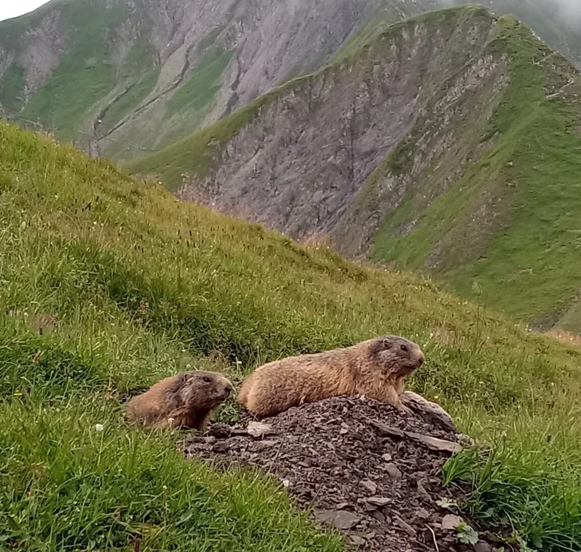 Murmeln in der Nähe Kaiserjochhaus | © Birgit Baumer-Waltersdorf