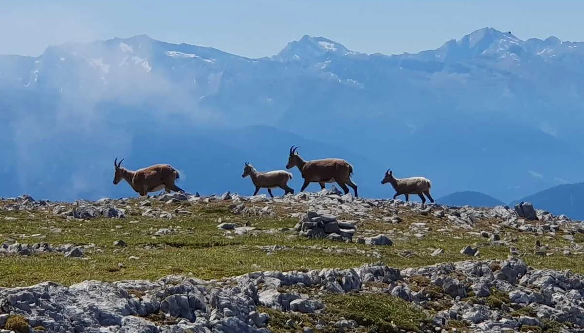 Steinböcke auf den Waidböden | © Max Bollwein