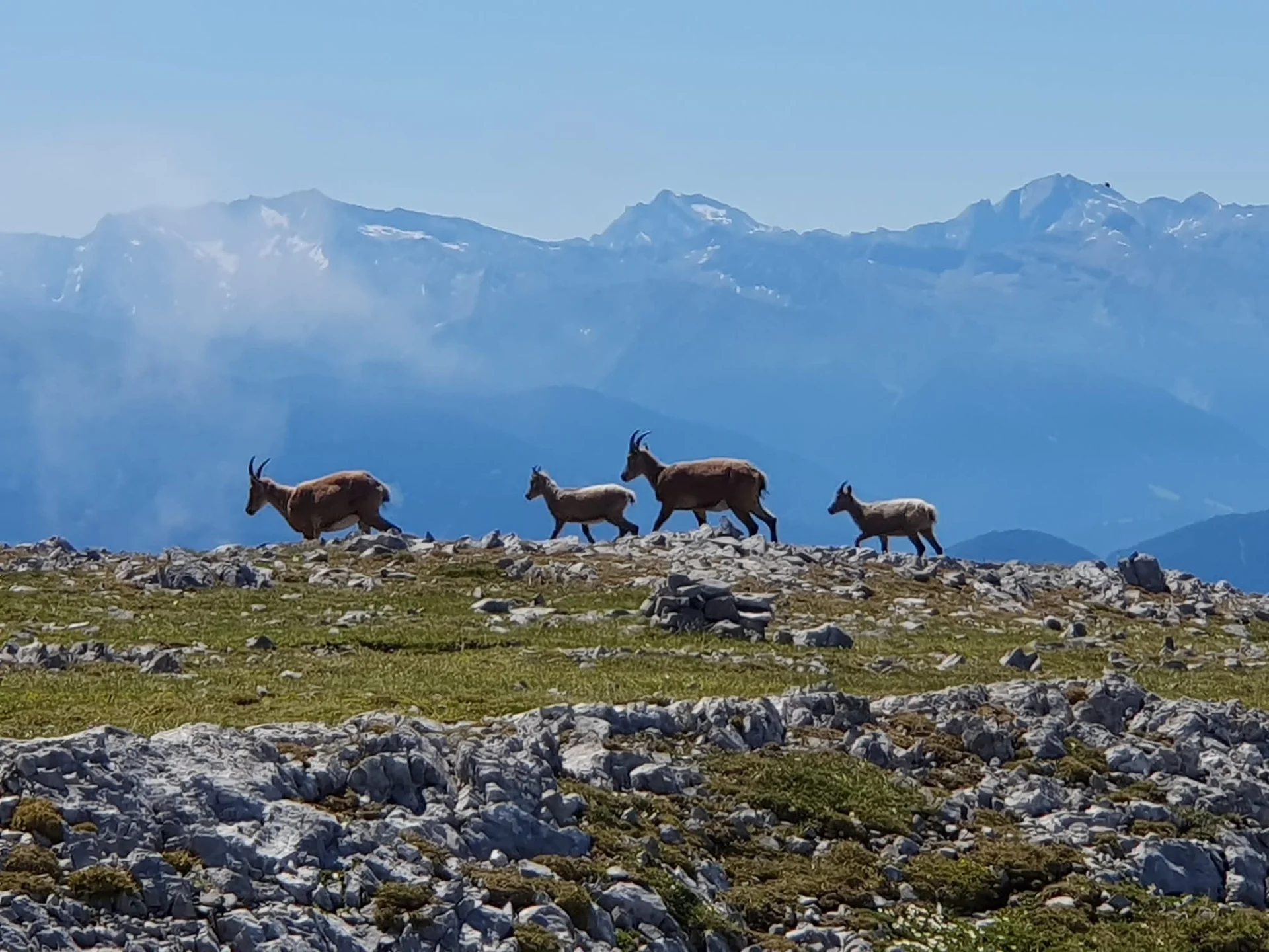 Steinböcke auf den Waidböden | © Max Bollwein