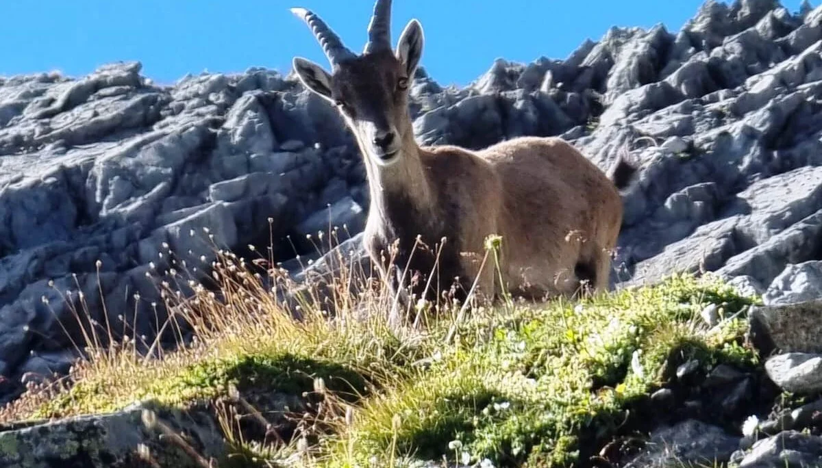 Steinböcke auf der Schmalzgrubenscharte | © Stefan Oschmann
