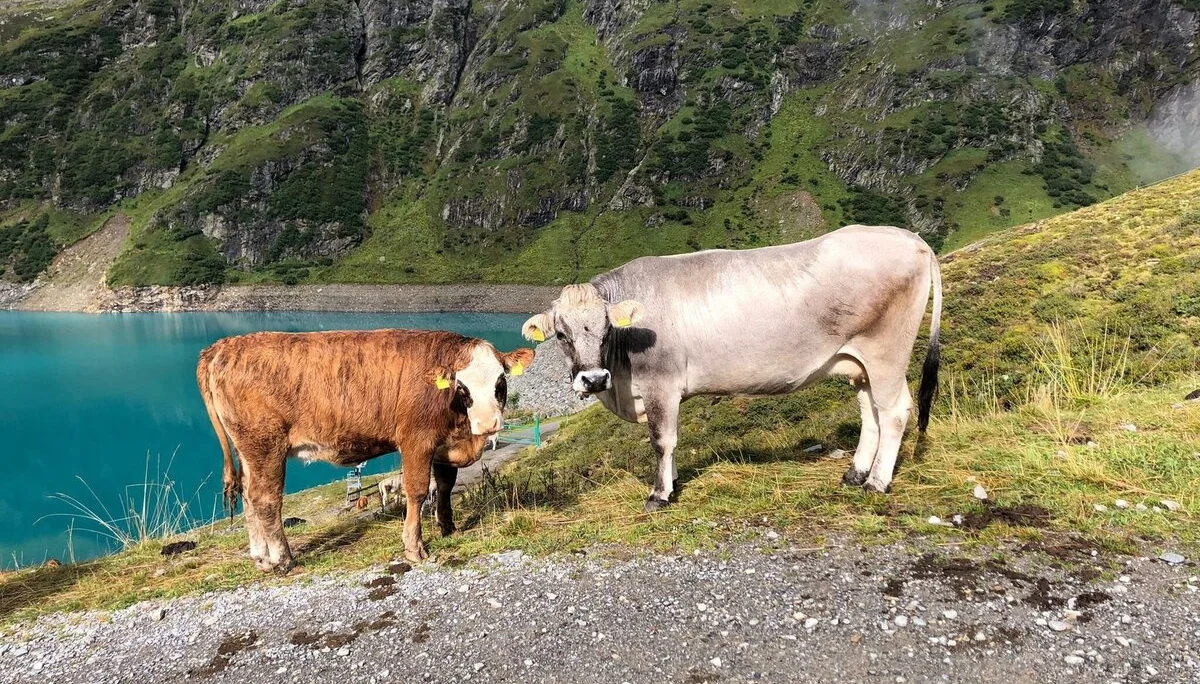 Kühe am Speichersee | © Max Bollwein