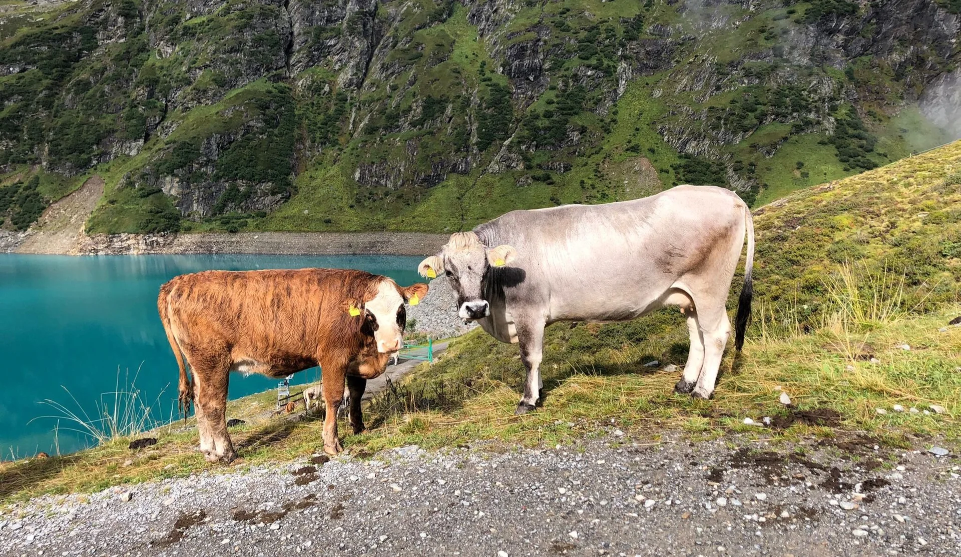 Kühe am Speichersee | © Max Bollwein