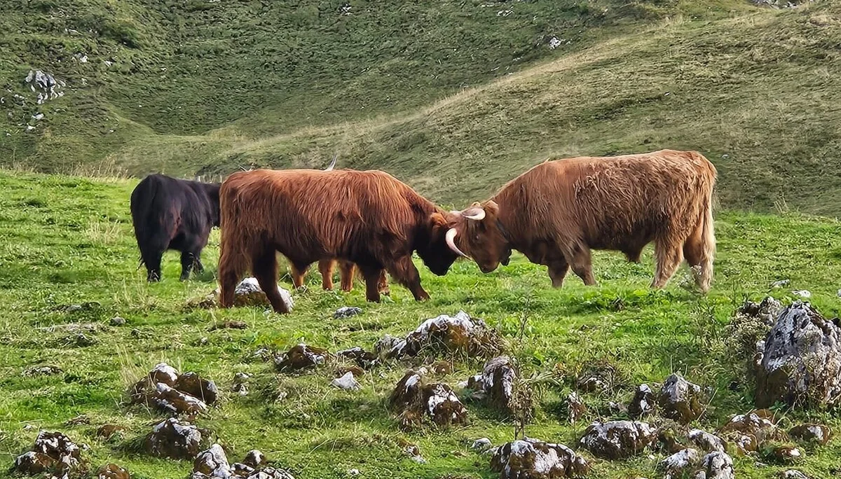 Kühe - fast wie im Allgäu | © Christian Kreit