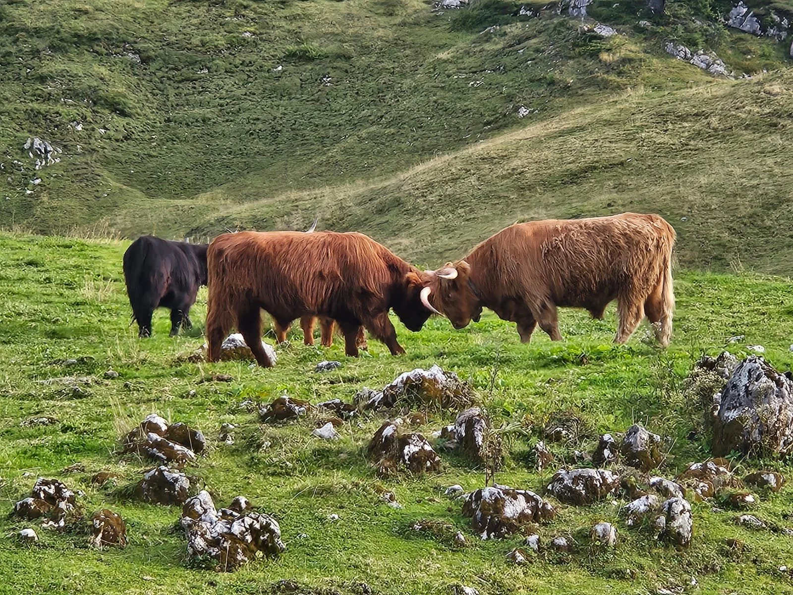 Kühe - fast wie im Allgäu | © Christian Kreit
