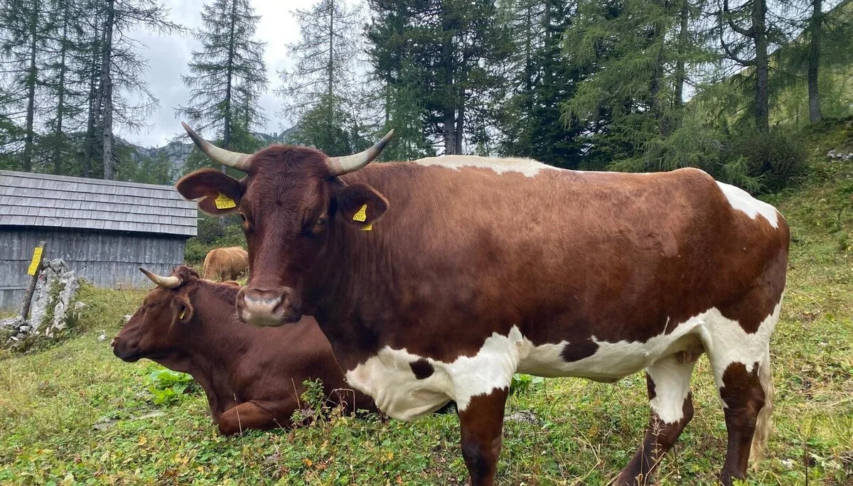 Sehr fotogen | © Sarah Lautenbacher