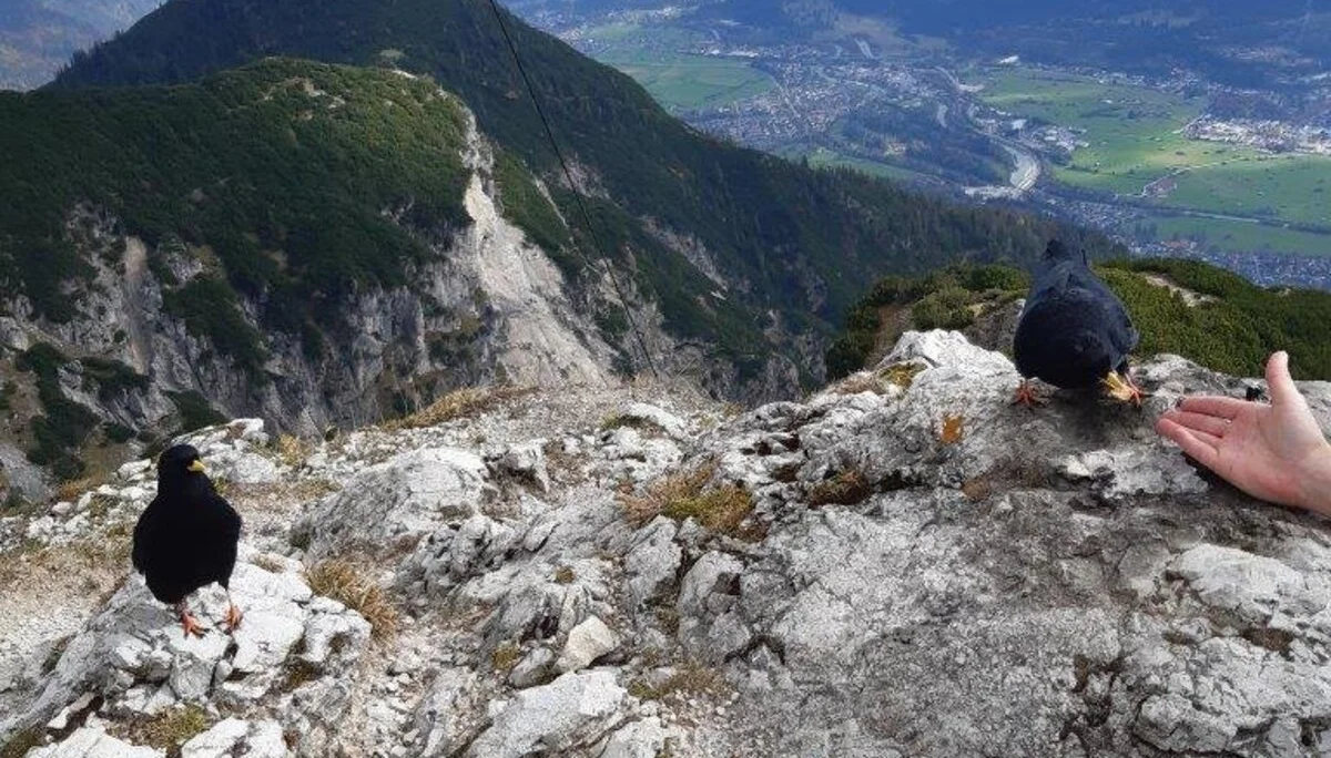 Bergdohlen mögen Quitten-Sesam-Schnittchen | © Max Bollwein