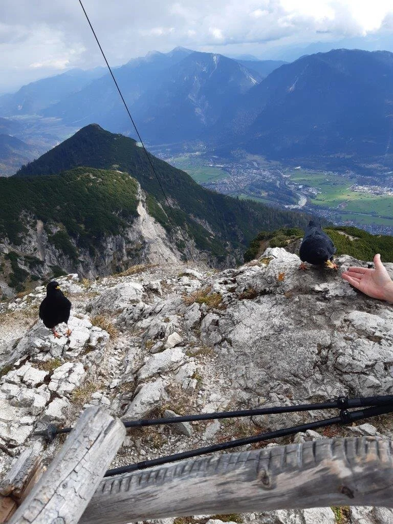 Bergdohlen mögen Quitten-Sesam-Schnittchen | © Max Bollwein