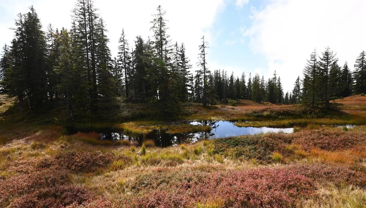 Am Hochmoor | © Michael Puppe