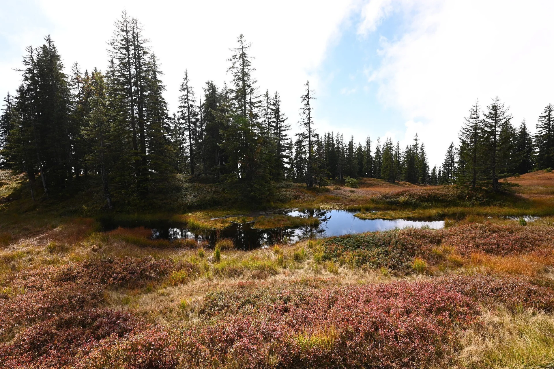 Am Hochmoor | © Michael Puppe