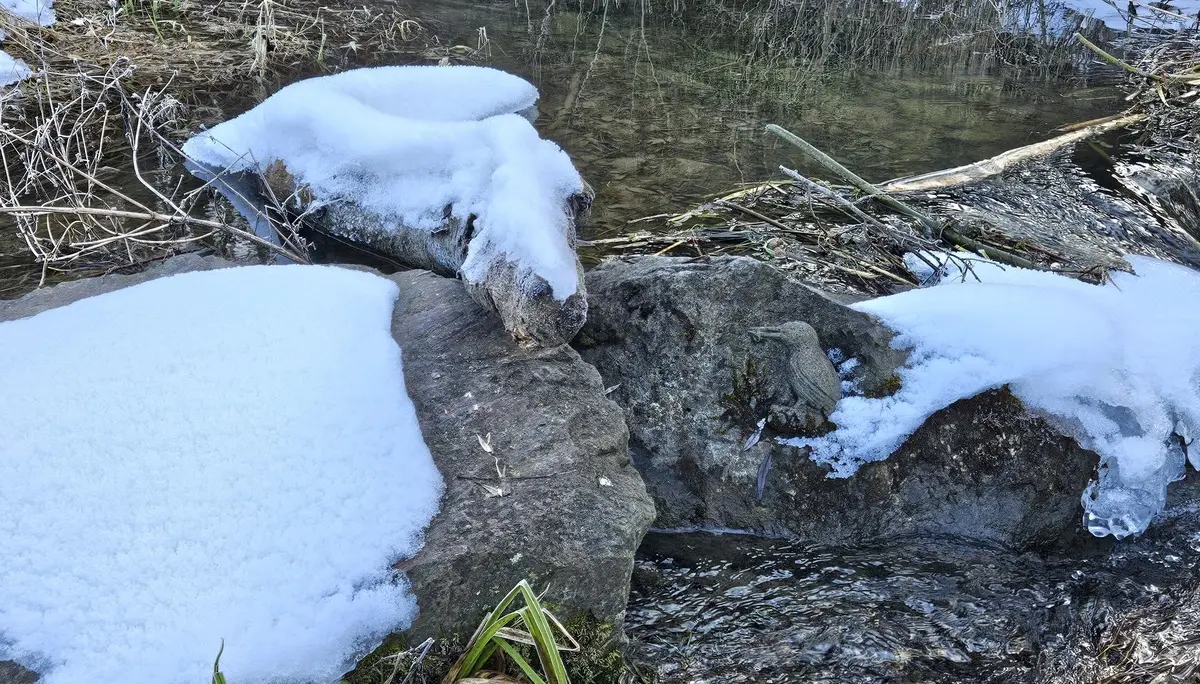 Versteinerter Eisvogel | © DAV/Mareen Mühle