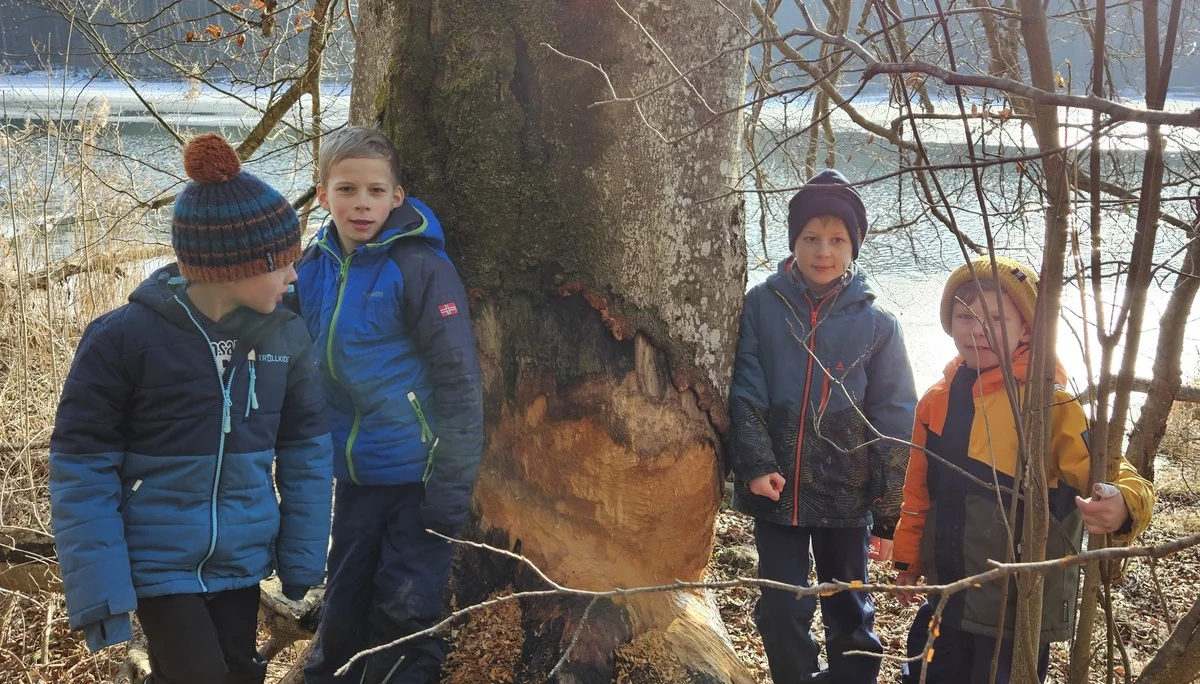 Biberspuren | © DAV/Mareen Mühle