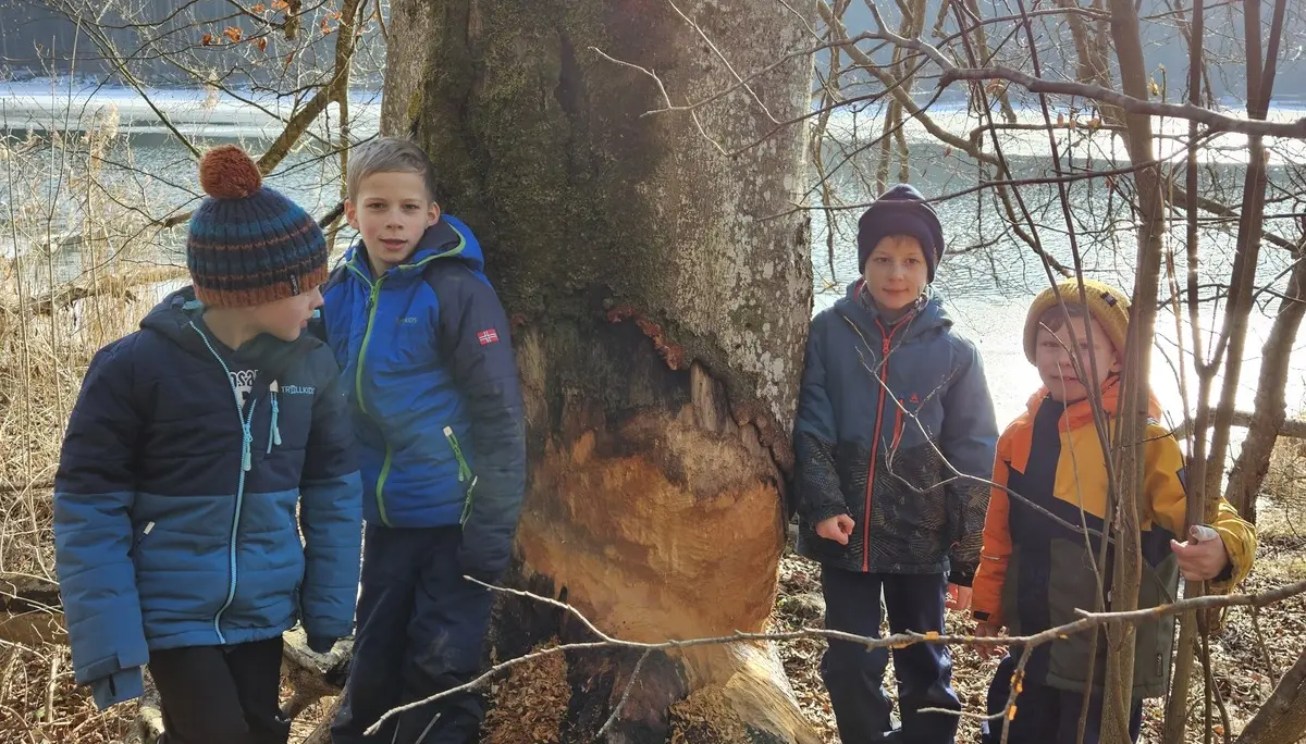 Biberspuren | © DAV/Mareen Mühle