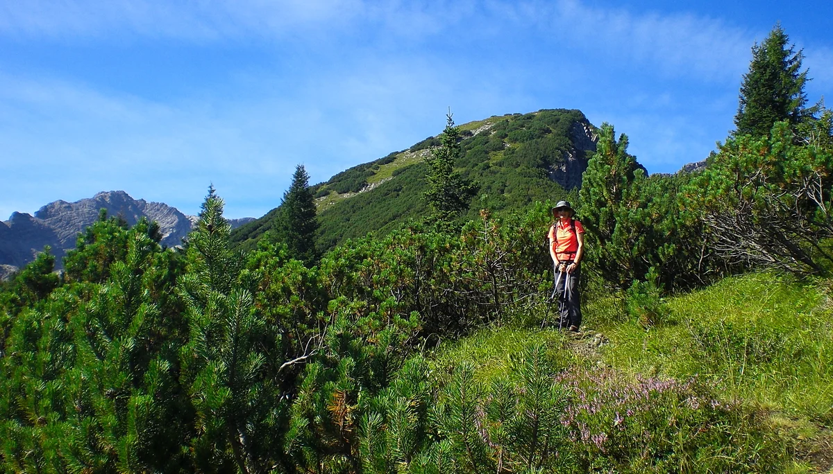 unterwegs in der Latschenzone | © DAV/Siegfried Stanzel